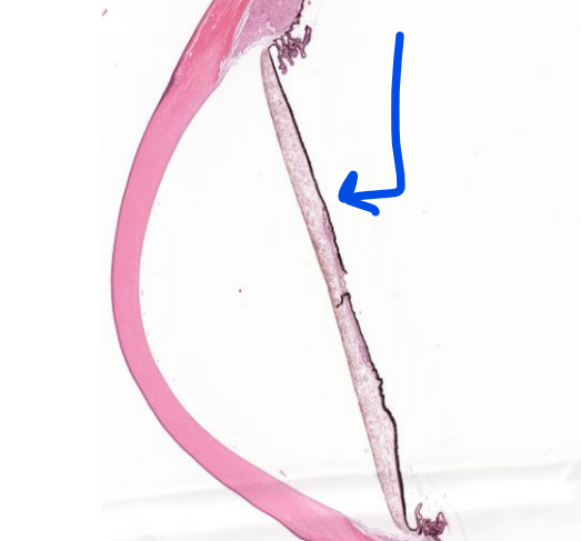 <p>structure</p>