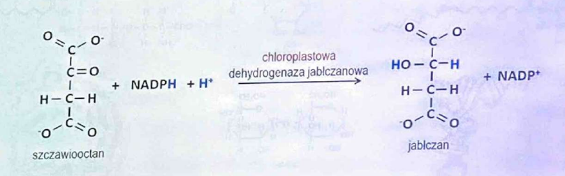 <p>(Oksydoreduktazy)</p><p>Katalizuje reakcje utleniania, odczepia atomy wodoru</p>