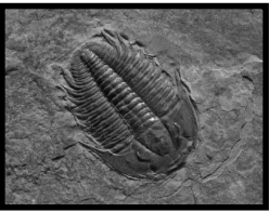 <p>Identify the type of fossil pictured above.</p>