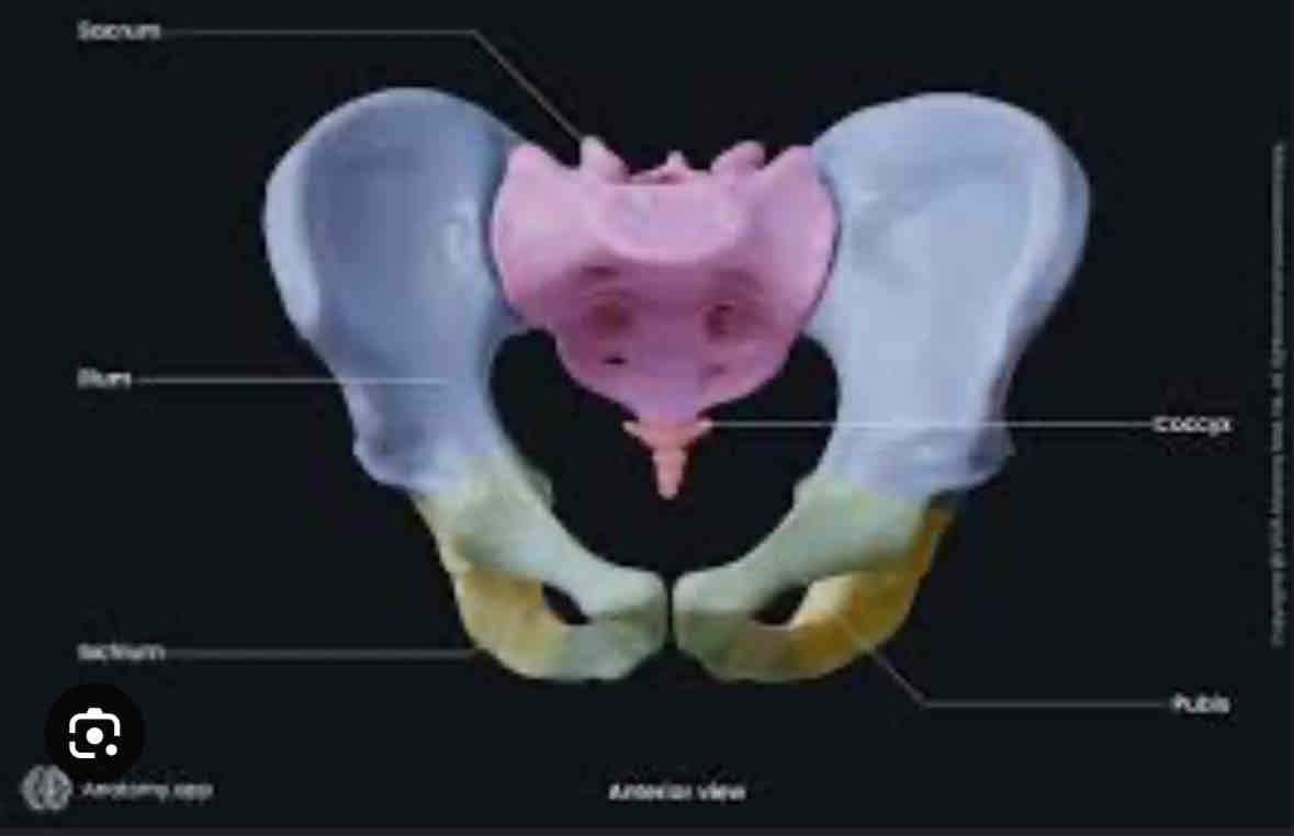 <p>Pelvis</p>