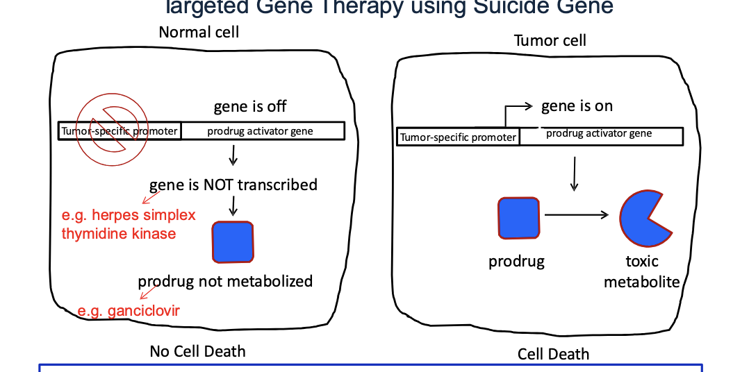 <ul><li><p>normal cell</p><ul><li><p>prodrug activator gene (e.g. <strong>herpes simplex thymidine kianse</strong>) is OFF b.c the tumor specific promoter is <strong>inactive</strong> in normal cells → gene is NOT transcribed → prodrug (<strong>e.g. ganciclovir</strong>) NOT metabolized → NO cell death</p></li></ul></li><li><p>tumor cell</p><ul><li><p>tumor specific promoter is ON → turns the prodrug activator gene ON → enzyme converts prodrug to toxic metabolite → cell death</p></li></ul></li><li><p><strong>basic concept of suicide gene therapy</strong> = introduction of viral or bacterial genes into tumor cells which convert a non-toxic prodrug → toxic one</p></li><li><p><strong>gene-directed enzyme-producing therapy (GDEPT) → </strong>uses a gene taken from the cancer cell and then modified with other genes to form enzymes that are harmless to healthy cells but in cancer cells will activate the prodrug to turn into toxic metabolite that will kill cancer cells</p></li><li><p><strong>virus-directed enzyme-prodrug therapy</strong> → uses a virus, such as herpes simplex or cold virus, as the carrier, or vector, to deliver the modified genes to cancer cells</p></li></ul><p></p>