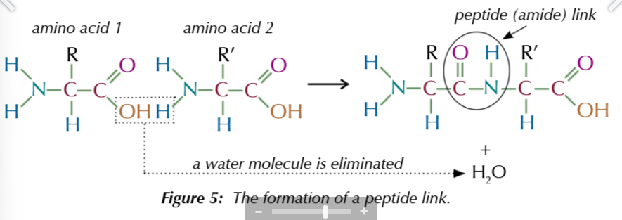 <p>amino acids react in a condensation reaction to form</p>