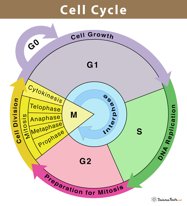 <p>The <strong>sequence </strong>of events from <strong>one </strong>cell division to <strong>another </strong></p><p><u>Begins </u>when the cell is formed from its <span style="color: red">parent cell </span>and completed with its <strong>own </strong><em>division</em>. </p><p>Stage between cell divisions is called <span style="color: yellow">interphase</span>, incorporates a period of <strong>metabolic </strong>activity and <strong>growth </strong>(G1), <u>duplication </u>of <u>chromosomes </u>and centrosomes (Synthesis phase), and further growth and <strong>reproduction </strong>of <span style="color: blue">organelles </span>as the cell <strong>prepares </strong>to <span style="color: purple">divide </span>(G2) </p><p>Cells in <span style="color: #f200ff">G0 </span>have <strong>withdrawn </strong>from the active cell cycle and can only re-enter the cell under <em>certain circumstances </em></p>