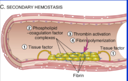 <p>Tissue factor exposed → activates Factor VII → thrombin generation → fibrin mesh &amp; platelet plug form</p>