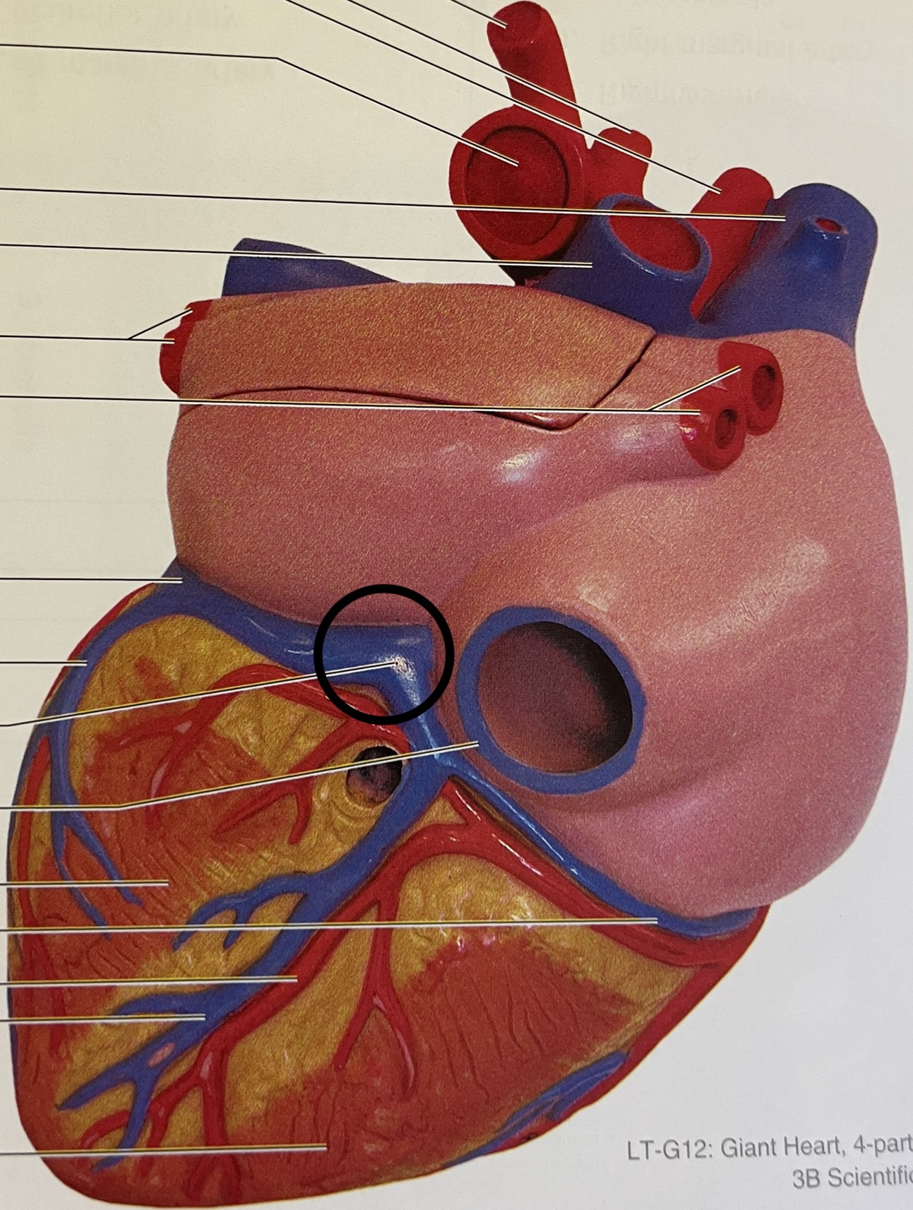 between atriums and ventricle