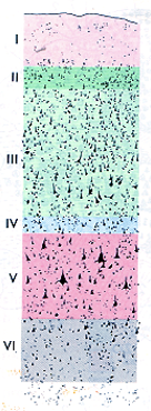 <p>homotypical or heterotypical </p>