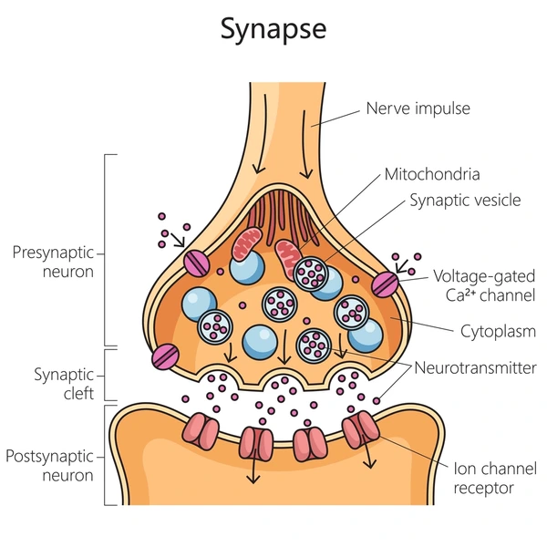 <ol><li><p>Pre-Synaptic Vesicle</p></li><li><p>Mitochondria</p></li><li><p>Post-Synaptic Neuron</p></li><li><p>Pre-Synaptic Vesicle (Pre-Synaptic Membrane)</p></li><li><p>Synaptic Cleft</p></li></ol><p></p>
