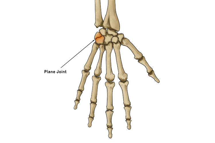 <ul><li><p><span><span>Permit bones to slide over one another in one plane</span></span></p></li><li><p><span><span>e.g. joints between the carpal bones in the wrist</span></span></p></li></ul><p></p>