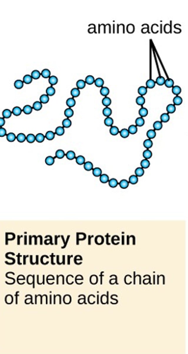 <p>sequence of a chain of amino acids</p>