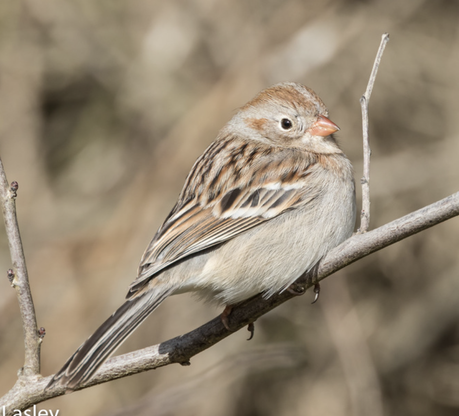<p>What is this bird?</p>