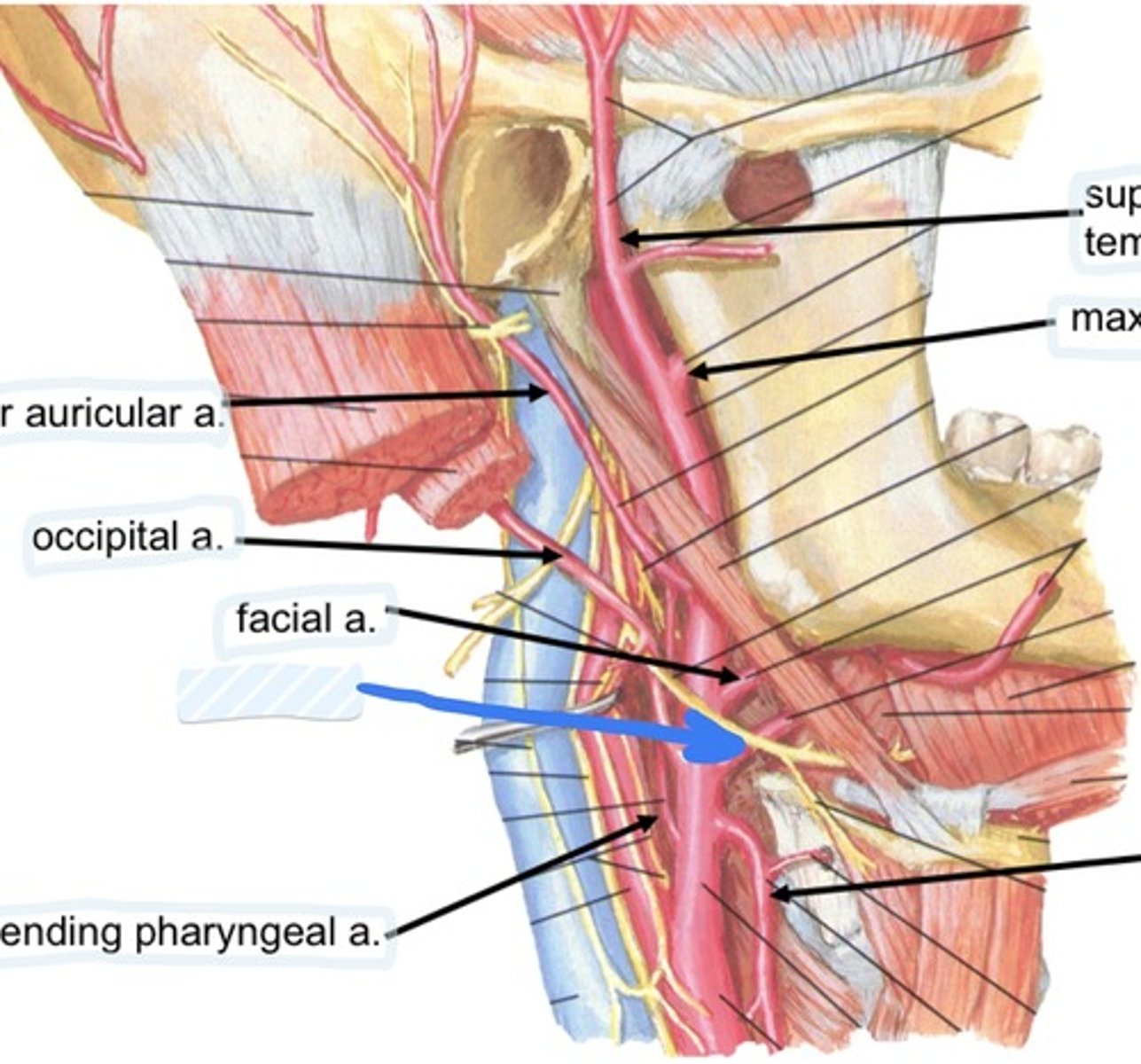 knowt flashcard image