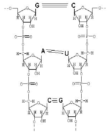 What is wrong with this model of nucleic acid molecule?