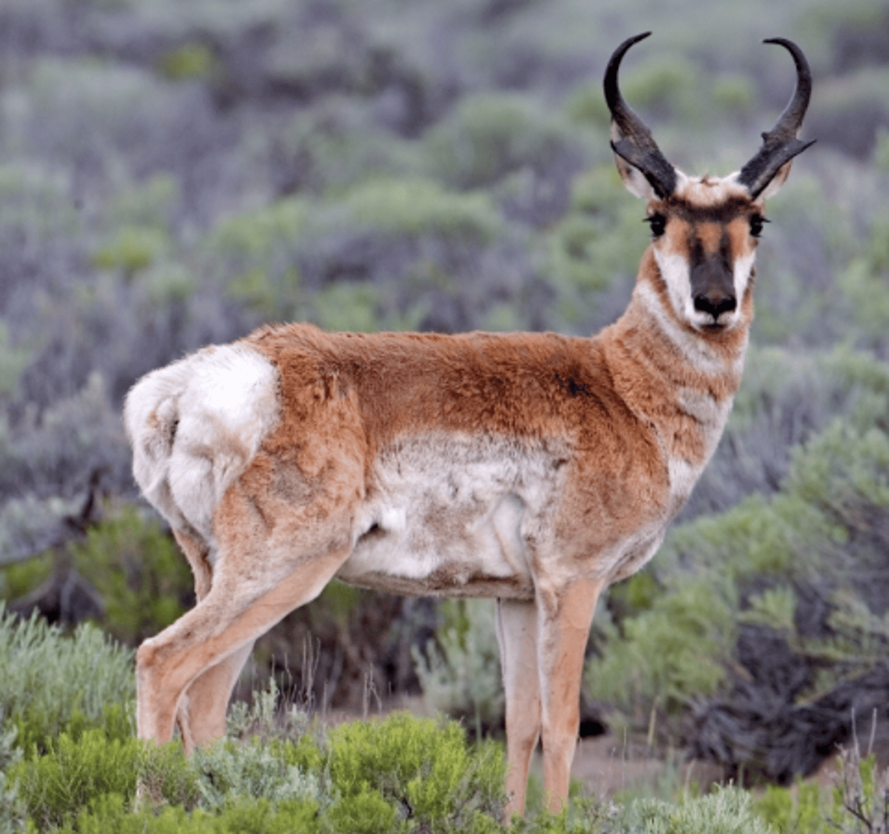 <p>Name, habitat, range</p>