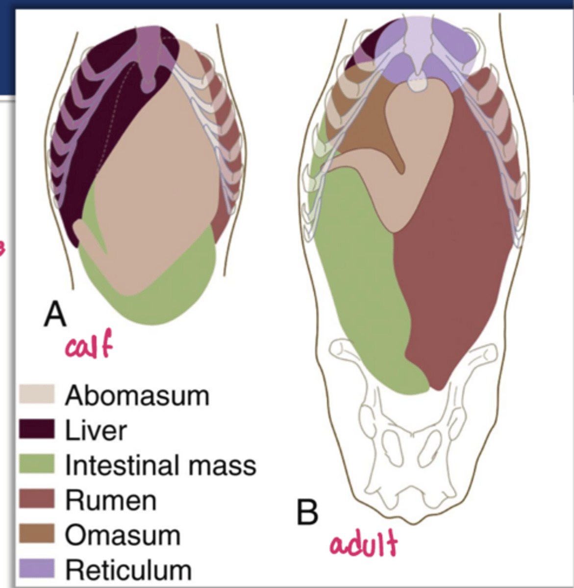 <p>the abomasum of the calf has ____ capacity and occupies almost the entire floor of the abdominal cavity</p>