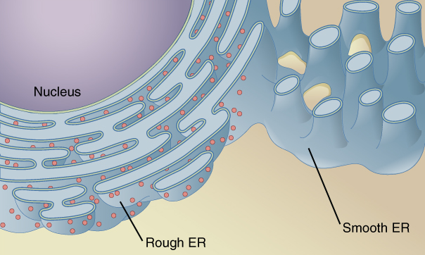<p>Smooth and Rough Endoplasmic Reticulum (ER)</p>