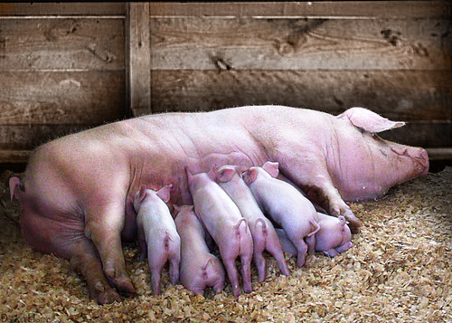 <p>A mammal is born knowing how to nurse. example: pig suckling at birth</p>