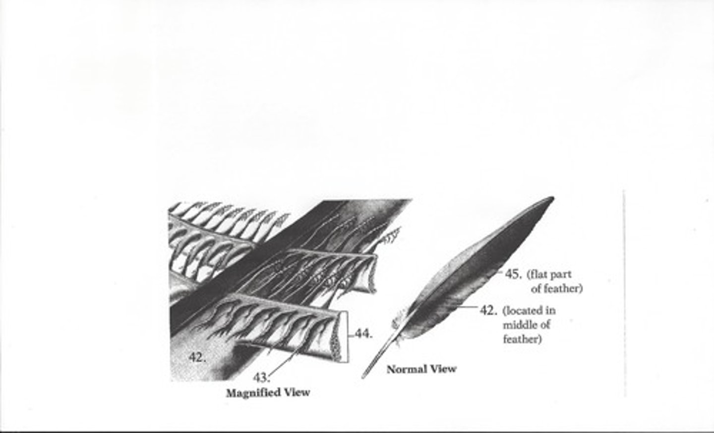 <p>identify the part of a feather in order 40, 41, 42, 43</p>