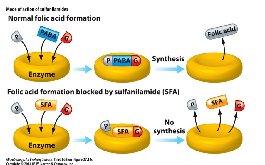 <p>Analogs of PABA, a precursor of folic acid that is needed for DNA Synthesis. Sulfa drugs mimic PABA prevent the formation of Folic Acid</p>