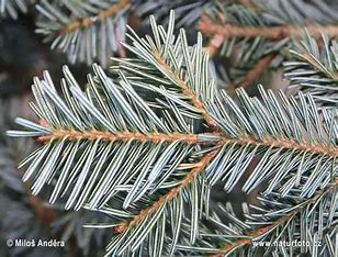 <p>jedle bělokorá</p><p></p><p>Pinaceae</p>