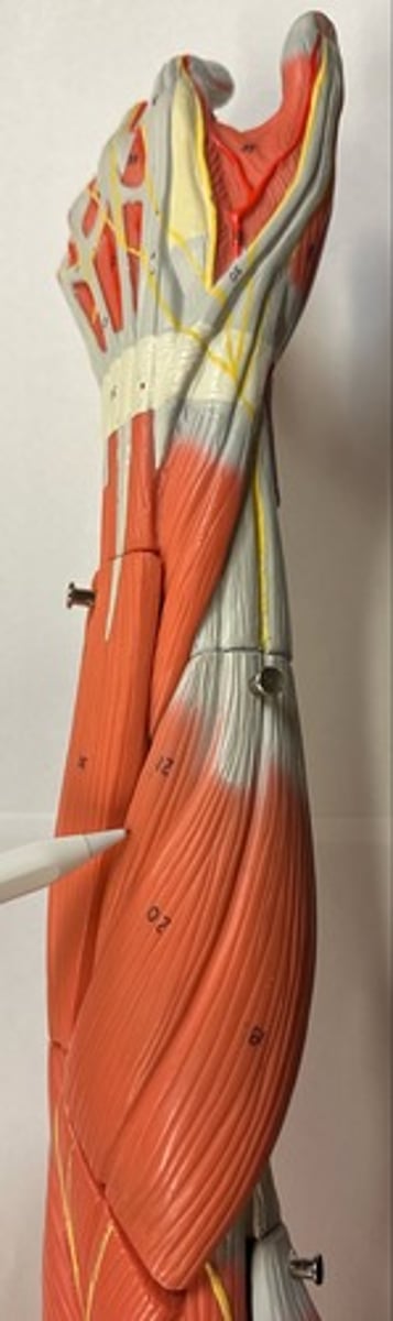 <p>What are the (2) attachments of the Extensor Carpi Radialis Brevis?</p>