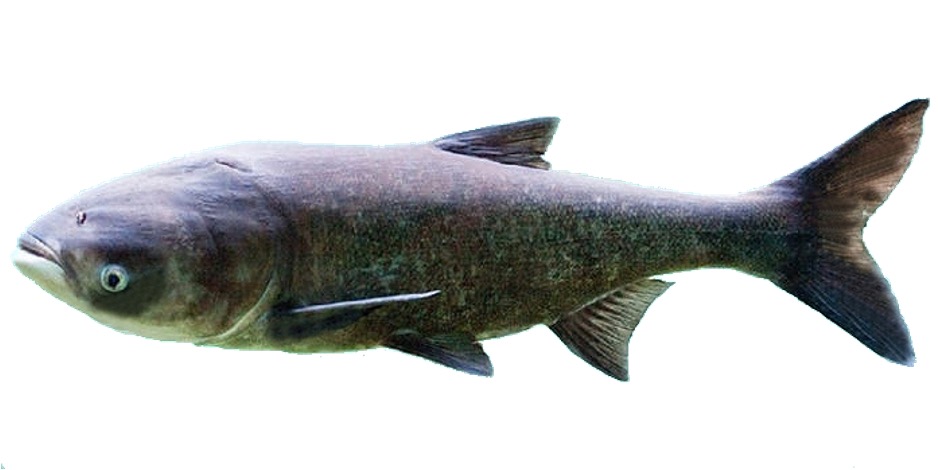 <p><span>- Dark uneven silver pattern</span></p><p><span>- Small keel from pelvic to anal fins</span></p><p><span>- Gill rakers traditional</span></p>