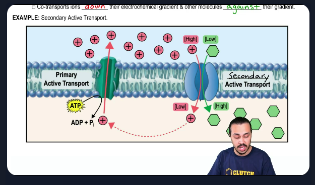 <p>Primary &amp; Secondary Active Transport</p><p>Primary Active Transport = A pump uses ATP to actively move ions against their concentration gradient<br><br>Secondary Active Transport = <strong>Uses Protein pumps, but does not use ATP directly. </strong>It relies on the energy from <strong>the gradient created by primary active transport</strong>. The gradient created by Primary Active Transport allows one molecule to move against its concentration gradient, while simultaneously allowing an ion to move down its concentration gradient in Secondary Active Transport.</p><p><mark data-color="#6b0707" style="background-color: #6b0707; color: inherit">In secondary Active Transport, only molecules are </mark><strong><mark data-color="#6b0707" style="background-color: #6b0707; color: inherit">transported against their concentration gradient</mark></strong><mark data-color="#6b0707" style="background-color: #6b0707; color: inherit">, while </mark><strong><em><mark data-color="#6b0707" style="background-color: #6b0707; color: inherit">ions are transported down their concentration gradient (from high to low concentration)</mark></em></strong><br><br><strong><em><mark data-color="#6b0707" style="background-color: #6b0707; color: inherit">They both use carrier proteins not channel proteins</mark></em></strong></p>