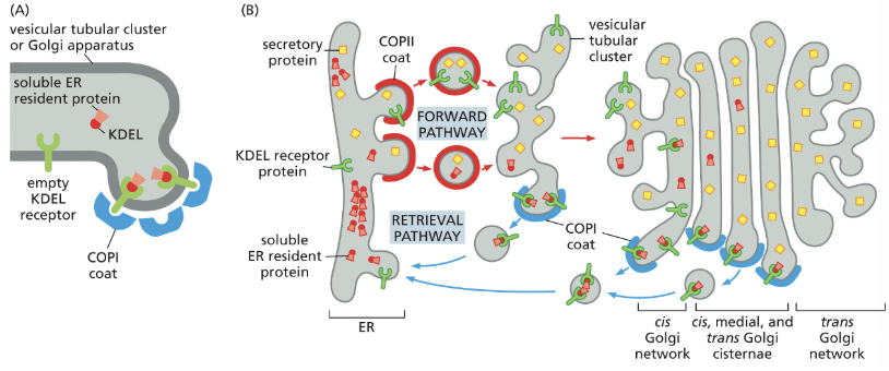 <p>amino acid sequence that marks proteins as belonging in the ER→ part of the retrieval pathway</p><ul><li><p>removing KDEL from an ER protein results in the protein being secreted</p></li><li><p>adding KDEL to a protein normally secreted results in it accumulating in the ER</p></li><li><p>the KDEL receptor proteins let go of the KDEL sequence when it gets to the ER, prob because of change in pH</p><ul><li><p>the receptor can then be sent back to the golgi</p></li></ul></li></ul><p></p>