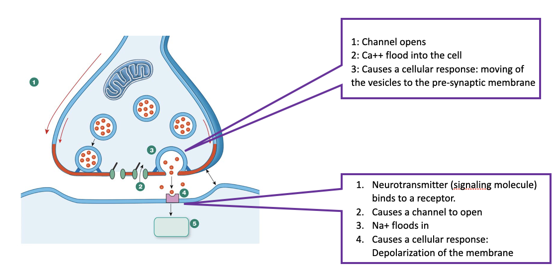 a chemical signal secreted into the blood from a neuron to act on a distant tissue
the brain releases all sorts of hormones, some hormones are released by glands, while others by neuronal tissue 
ex. ADH (antidiuretic hormone)