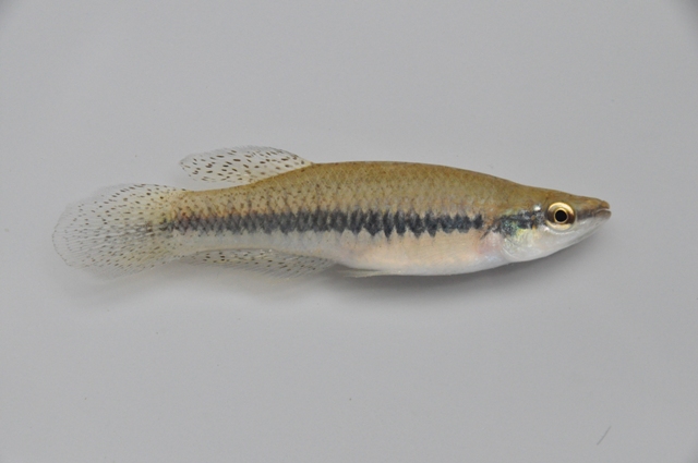 <p>Blackstripe topminnow</p>