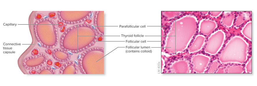 <p>numerous, microscopic, spherical structures that make up the thyroid </p><ul><li><p><strong>Follicular cells</strong>—cuboidal epithelial cells that surround a <strong>central lumen</strong>, synthesize <strong>thyroglobulin (TGB)</strong></p><ul><li><p>Produce and release<strong> thyroid hormone (TH)</strong></p></li></ul></li><li><p>Follicle lumen houses <strong>colloid</strong>—a viscous, protein-rich fluid</p></li><li><p><strong>Parafollicular cells</strong>— cells <strong>between follicles,</strong> make <strong>calcitonin</strong></p><ul><li><p>Hormone that <strong>decreases blood calcium levels</strong></p></li></ul></li></ul><p></p>