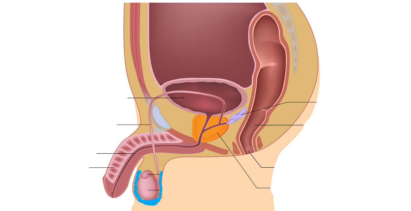 <p>What part of the male reproductive system is this?</p>