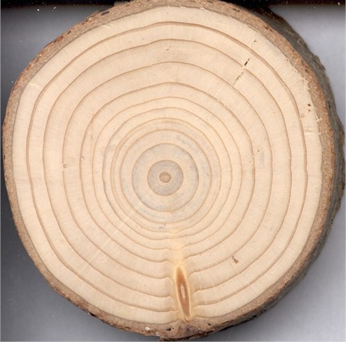 <p>natural environmental records used in paleoclimatology to infer past climate conditions: ice cores, tree rings, coral formation</p>