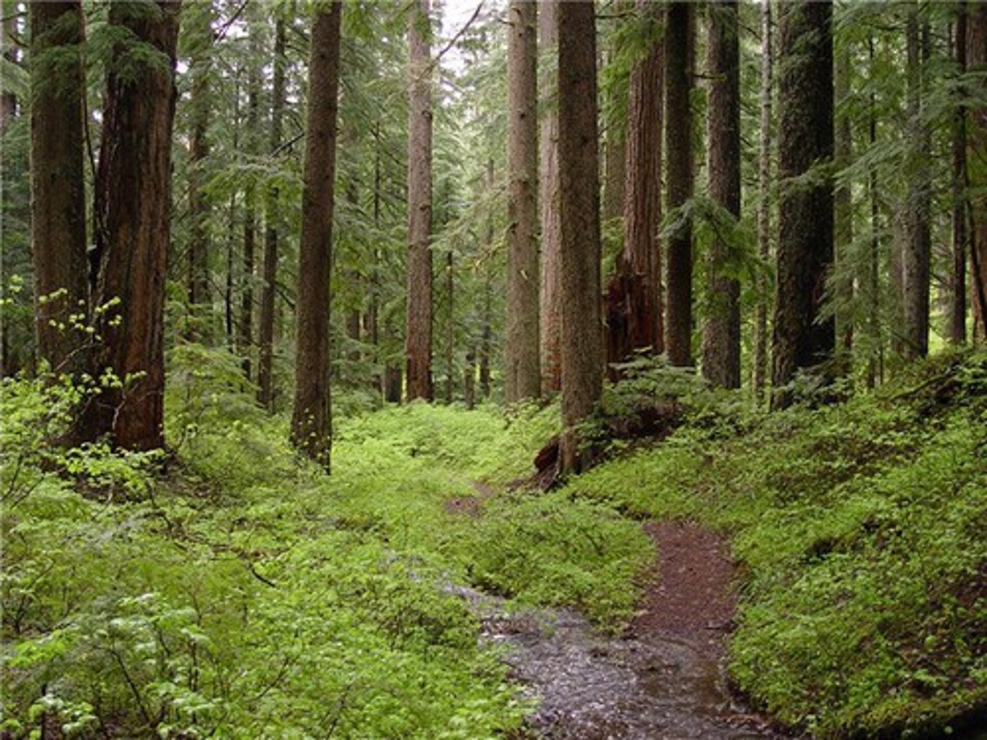 <p>forest</p>