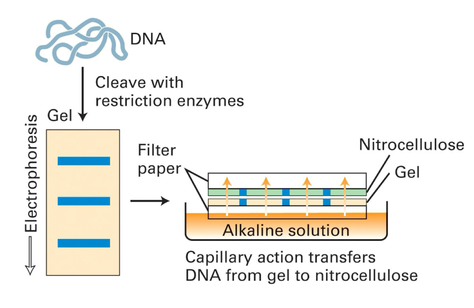 <ul><li><p>run an agarose gel</p><ul><li><p>with rna there must be formaldhyde in gel</p></li></ul></li><li><p>dna gets pulled onto membrane through capillary action</p></li></ul><p></p>