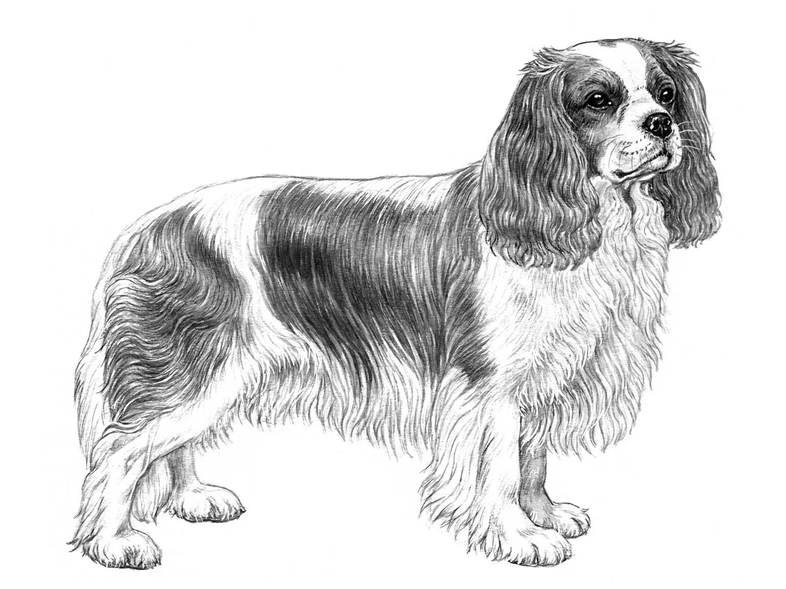 <p>Cavalier king charles spaniel</p>
