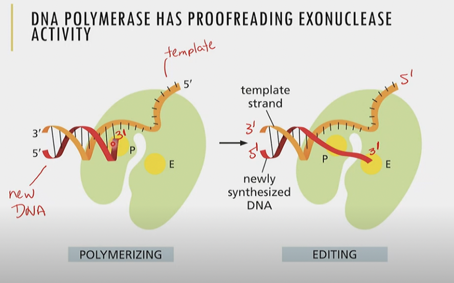 3’ → 5’ 

removes misincorporated nucleotide by causing DNA pol. to pause and move one space 3’ → 5’ (like backspace) to remove incorrect nucleotide
