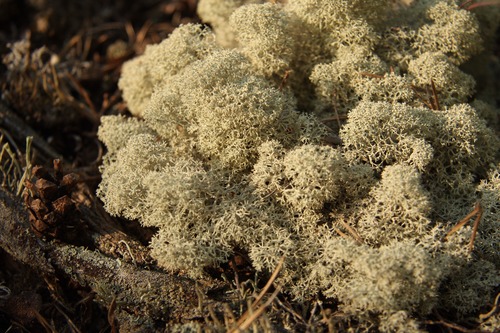 Family: Cladoniaceae 

Common: deer moss

Range: Native to most of North America

Habitat: Mesic-upland sites

Other: Small lichen, can be moist or crispy. Reproduce via spores. Lichens are a symbiosis between fungi and algae. Wildlife use for nests. Humans use for model trains and terrariums. Takes a long time for them to grow. 

Tolerances: Burns (not fire tolerant). Mod shade, low flood, high drought.