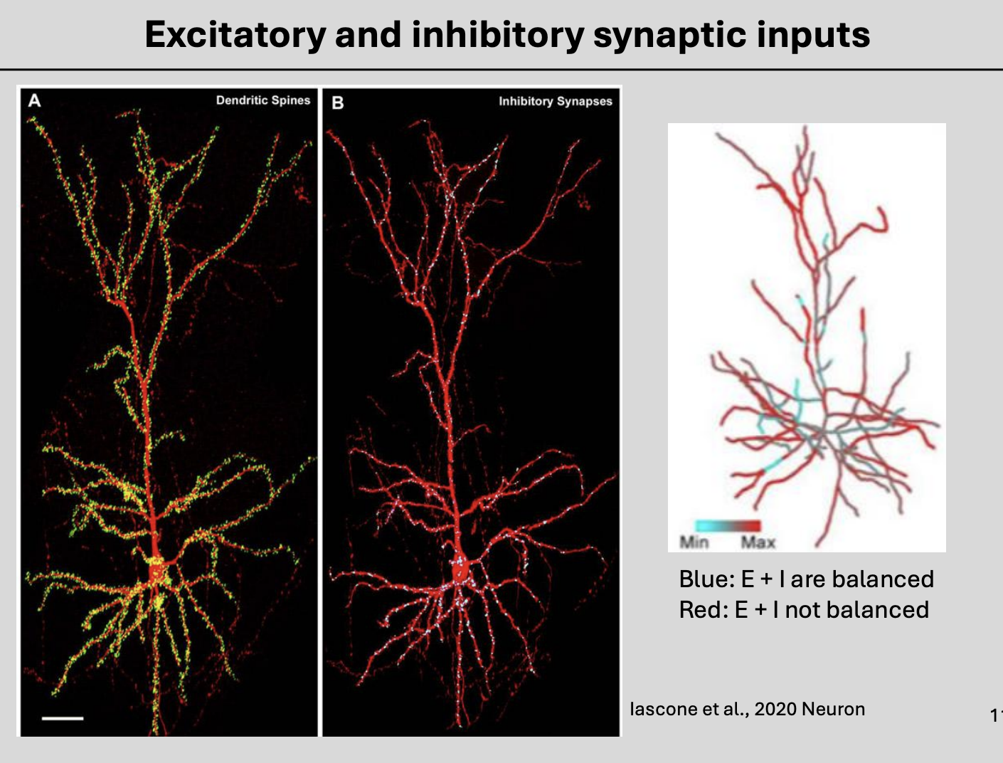 <ul><li><p>will vary in different neurons</p></li></ul><p>→ comparing distribution of the exand inhib synaptic inputs</p>