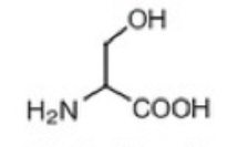 <p>Serine (S)</p>