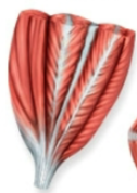 <p>Name this fascicle arrangement:</p>
