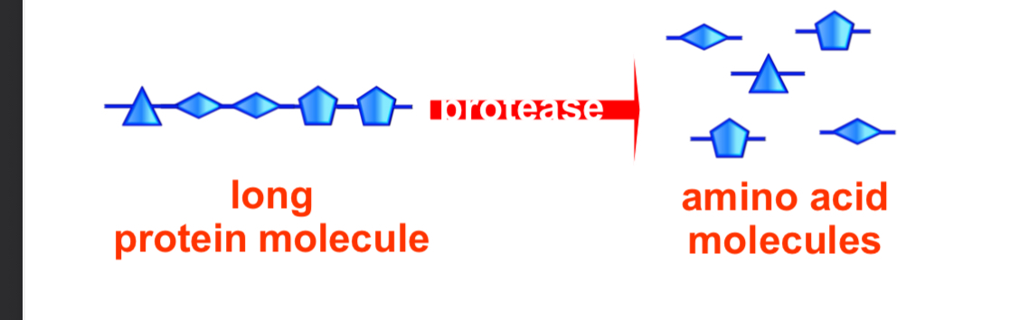 <p>Proteins are made up of amino acids.</p><p>Proteins are digested enzymes called proteases. These enzymes work in an acidic environment to break the proteins into smaller amino acids</p>