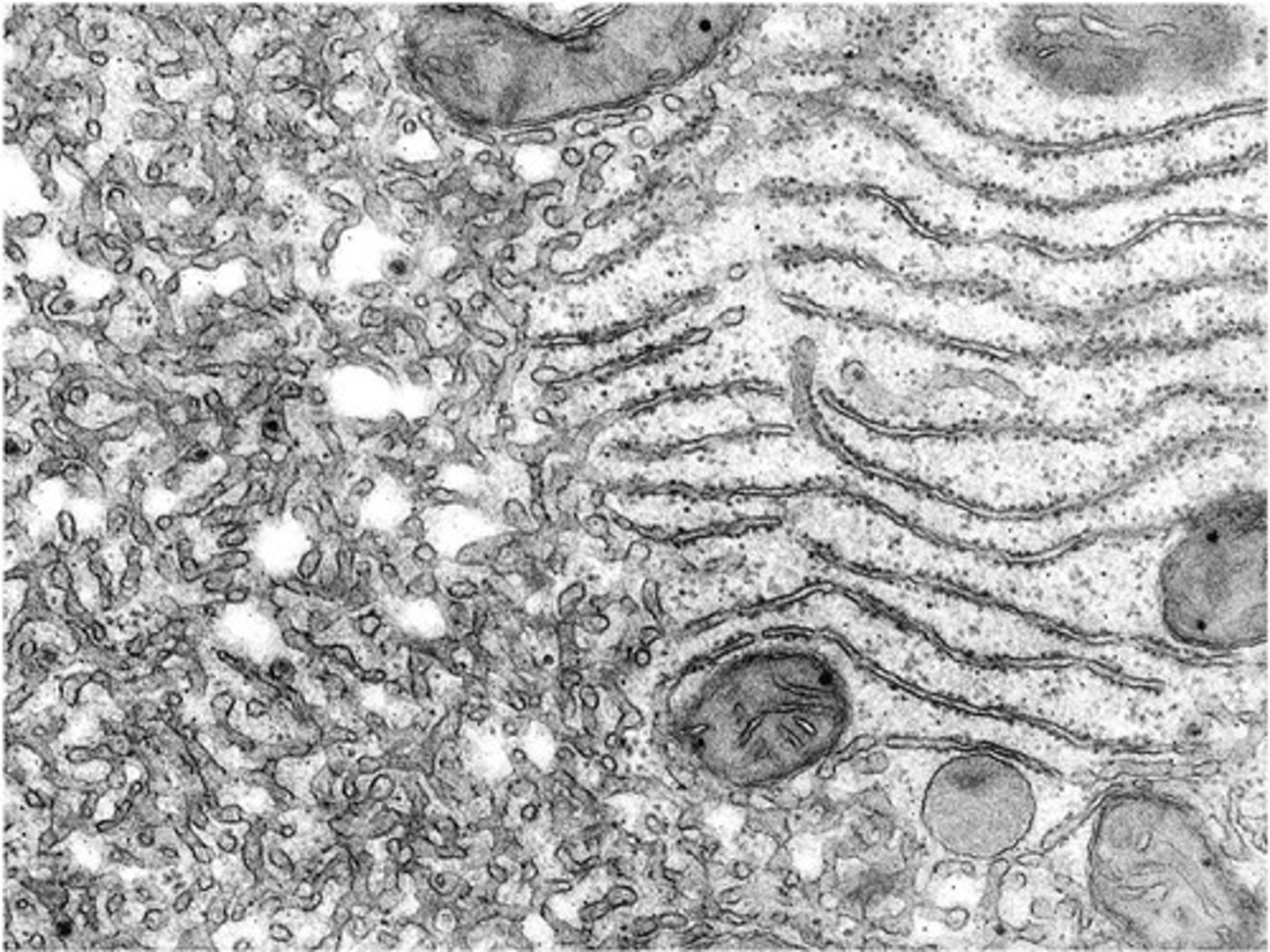 <p>Synthesizes membrane, secretory proteins, and glycoproteins.</p>