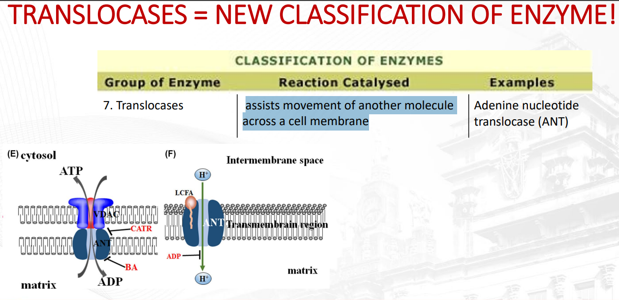 <p>assists movement of another molecule across a cell membrane</p>