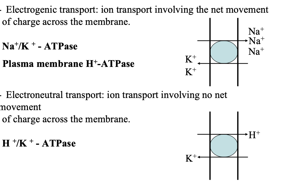 <p>- Electrogenic transport: ion transport involving the net movement of charge across the membrane. </p><p>Na+/K + - ATPase </p><p>plasma memb H+-ATPase</p><p>- Electroneutral transport: ion transport involving no net movement of charge across the membrane. </p><p>H +/K + - ATPase</p>