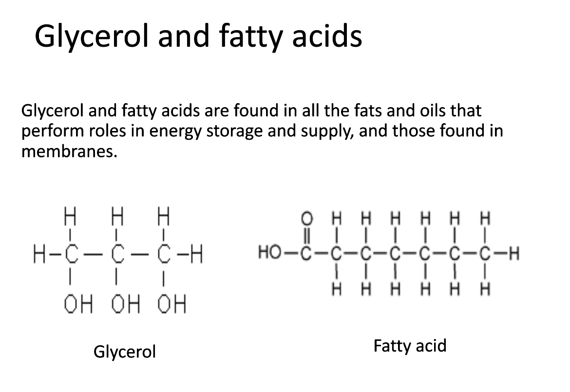 <p>Glycerol and fatty acids are found in all the fats and oils that perform roles in energy storage and supply, and those found in membranes.</p><p>Each fatty acid consists of: - a …1? acid group COOH</p><p>- a …2? hydrocarbon chain</p><p>- A methyl group CH3•</p><p>Fatty acids can be:</p><p>- …3? - no double bonds (i.e. saturated with hydrogen)</p><p>- …4? - one double bond between carbon atoms</p><p>- …5? - more than one double bond between carbon atoms</p>