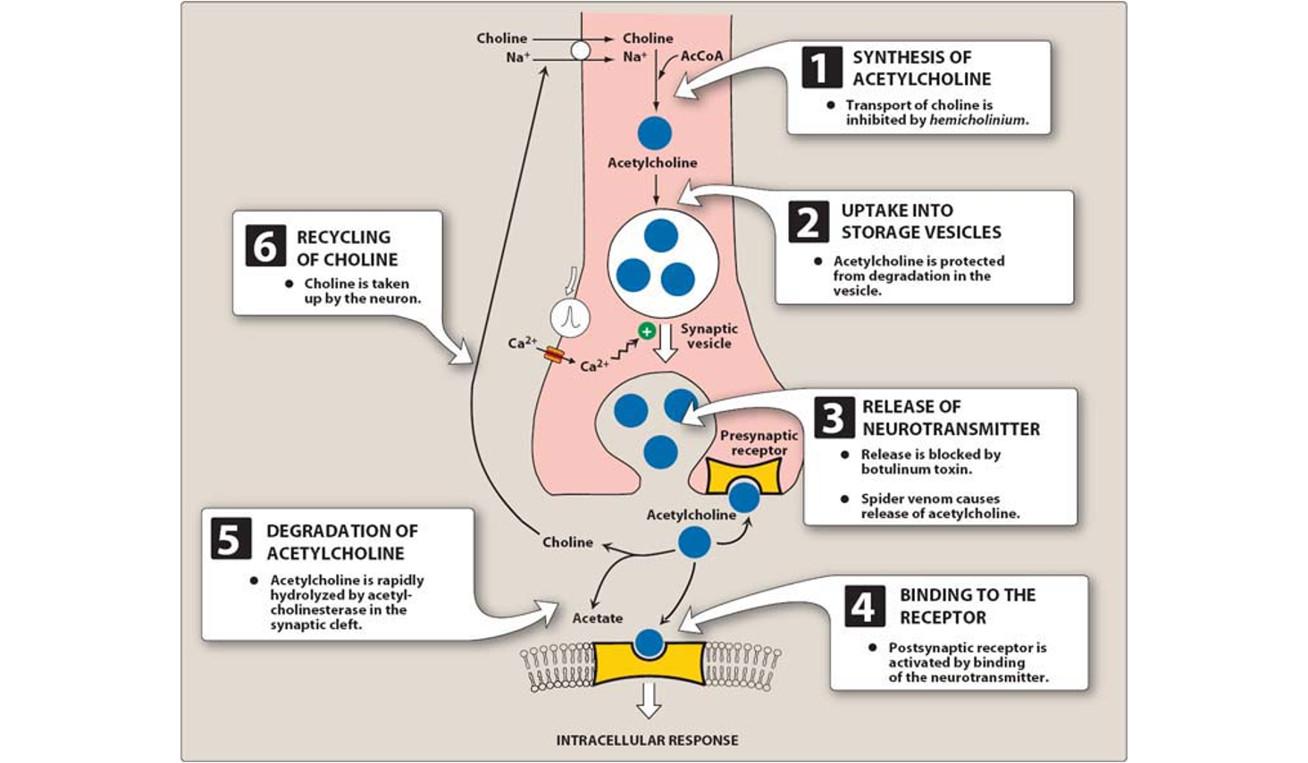 <ol><li><p><strong>synthesis</strong> of acteylcholine in the cytoplasm from choline (cholinergic neuron)</p><ol><li><p>choline ~ VitB; can be made in liver or found in some foods</p><ol><li><p>used for many bodily rxns; important for NS; development of brain function</p></li></ol></li><li><p>choline converted into acetylcholine</p><ol><li><p>helps muscles contracts, activates pain responses, plays a role in brain functions of memory + thinking</p></li></ol></li></ol></li><li><p><strong>storage</strong> of acetylcholine in storage vesicles w/n cholinergic neuron</p></li><li><p>AP propagated by voltage sensitive Na+ channels arrives at nerve ending</p><ol><li><p>voltage sensitive Ca2+ channels on presynaptic membrane open&nbsp;</p></li><li><p>increase intracellular Ca2+ lvls</p><ol><li><p>promotes docking/fusing of storage vesicle</p></li><li><p><strong>release</strong> ACH into synaptic space</p></li></ol></li></ol></li><li><p>ACH released from synaptic vesicles into synaptic spaces diffuse across the synaptic space</p><ol><li><p><strong>ACH binds to cholinergic receptors (nicotinic/muscarinic)&nbsp;</strong></p></li></ol></li><li><p>ACH signal at post-junctional effector site rapidly<strong> terminated by acetylcholinesterase</strong> (ACHE) in synaptic space&nbsp;</p><ol><li><p>which cleaves ACH into choline + acetate&nbsp;</p></li></ol></li><li><p>Choline is recaptured from the cytoplasm by Na+ coupled high affinity uptake system bk into the neuronal cytoplasm where it is <strong>acteyltated ag</strong></p><ol><li><p>produces ACH</p></li></ol></li></ol><p></p>