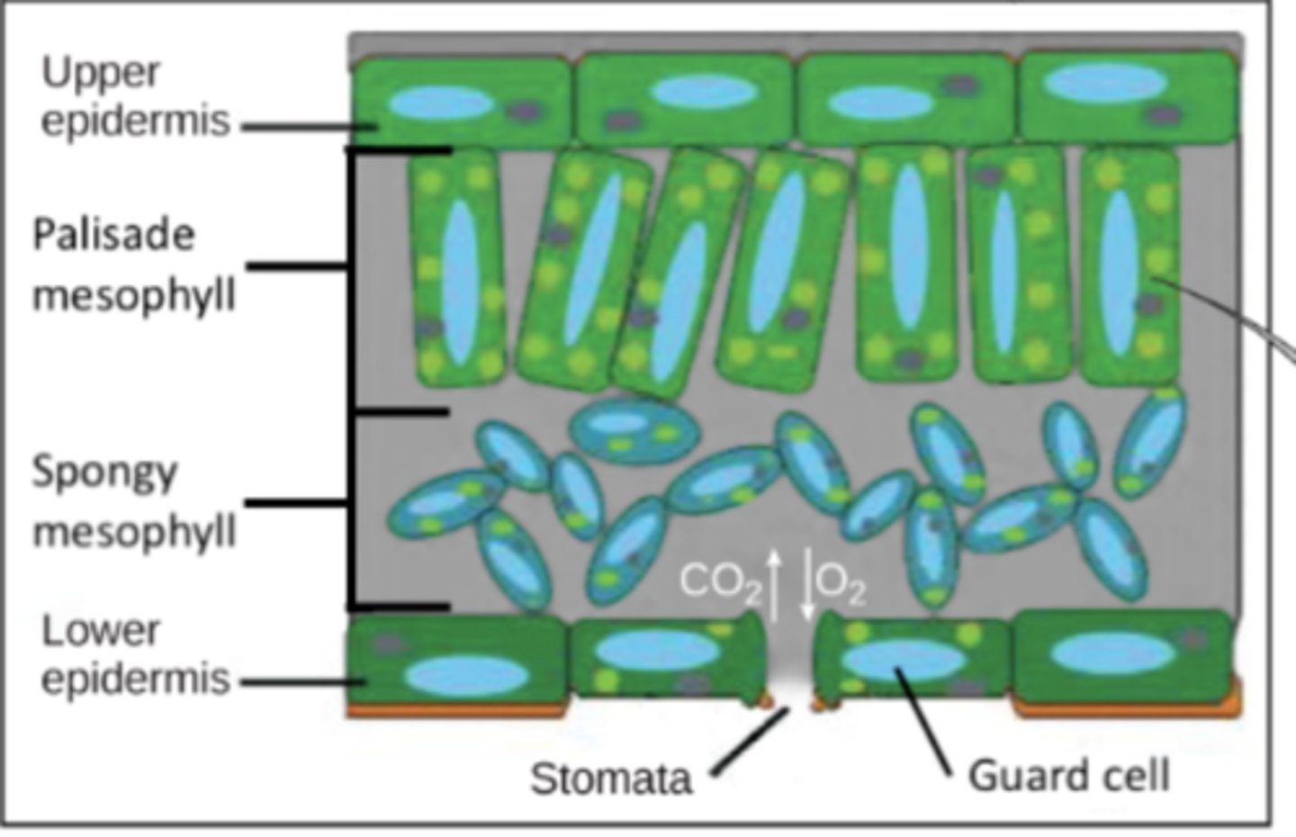 <p>guard cells</p>