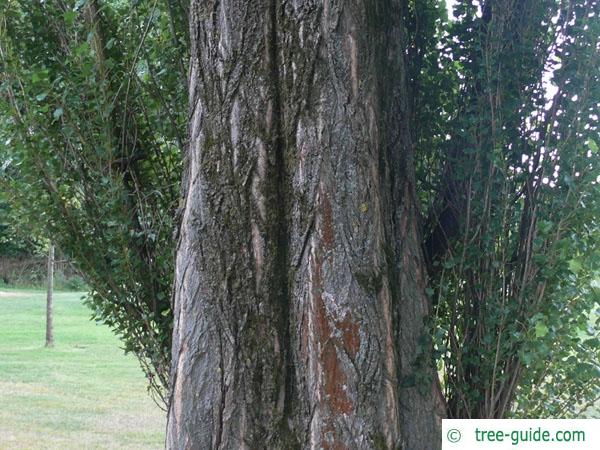 <p>lombardy poplar, Populus nigra (italica), Salicaceae</p>