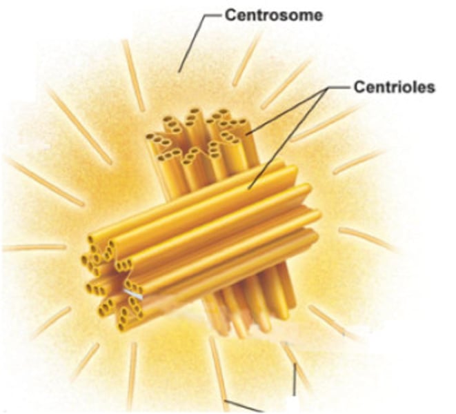 <p>material present in the cytoplasm of all eukaryotic cells, important during cell division; the microtubule organizing center</p>