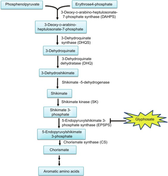 <p>Use of biotechnological techniques in agriculture</p><p> • Vitamin A deficiency is a serious problem and can cause blindness at a young age if left untreated </p><p>• Golden rice was genetically modified to produce betacarotene (a precursor of vitamin A that the body converts to vitamin A). </p><p>• A diet including golden rice can thus help to raise vitamin A levels</p>